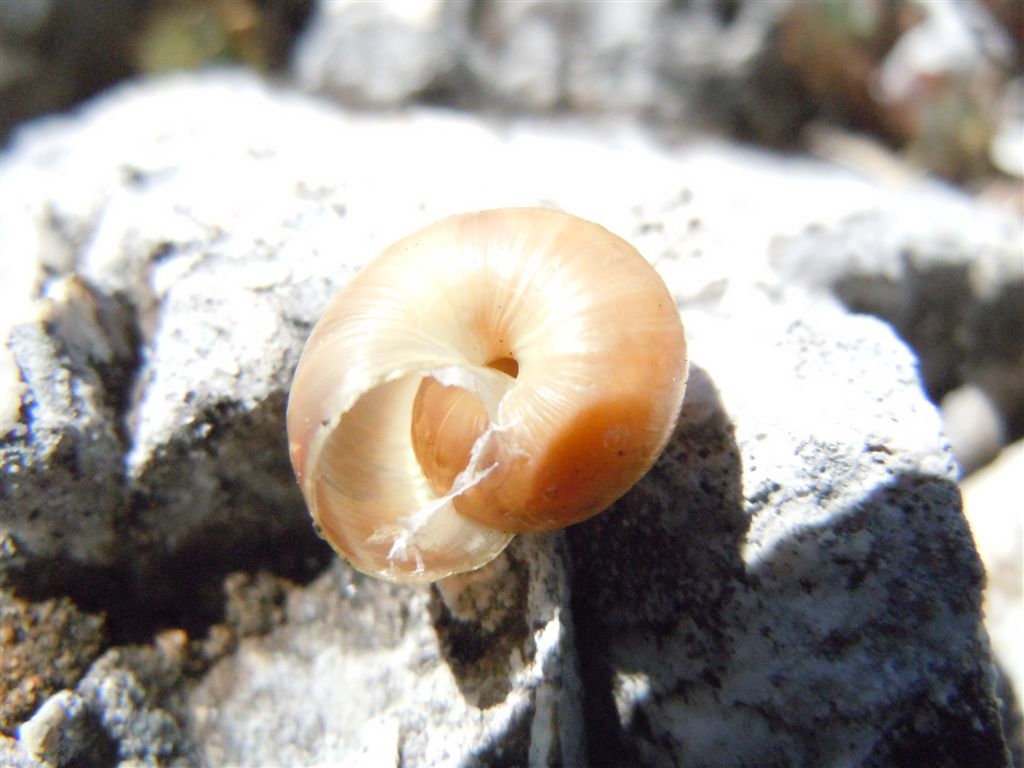 Guscio dall''Abruzzo